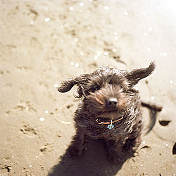 小狗,海滩