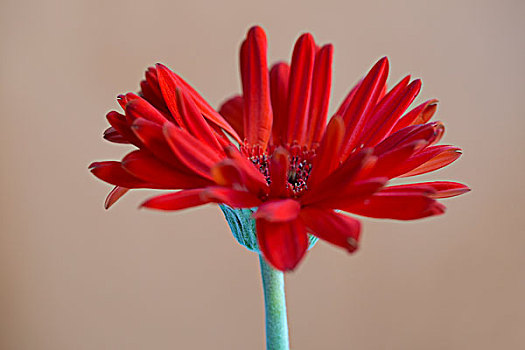 一朵绽放的非洲菊