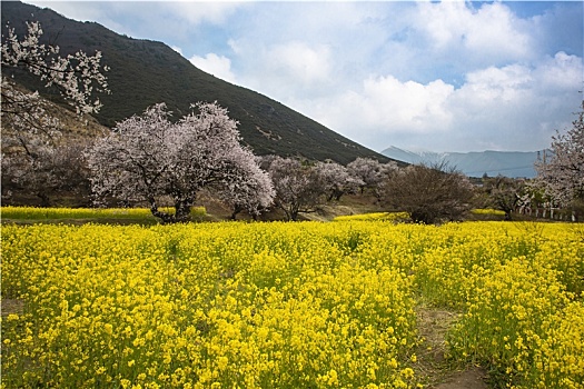 油菜花海桃花谷