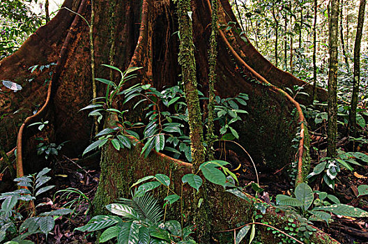 低地,雨林,国家公园,马来西亚