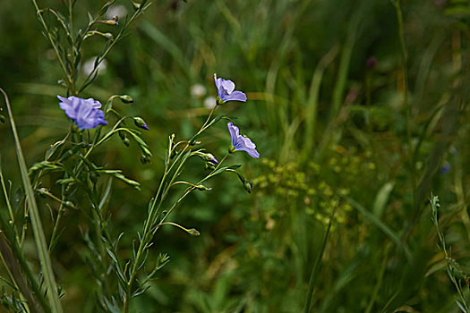 夏日草原上的山花野花