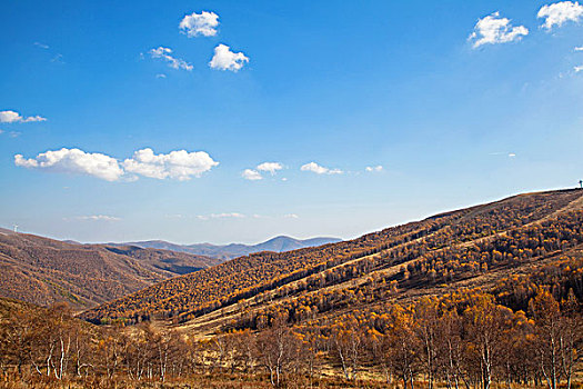 中国北方秋天山坡上大片的黄色白桦林