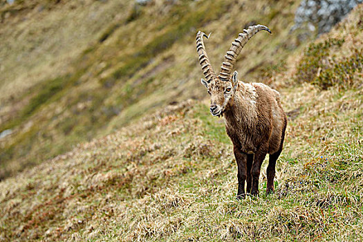 阿尔卑斯野山羊,羱羊,雄性,伯恩高地,瑞士,欧洲