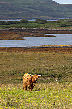 高原牛,土地,苏格兰