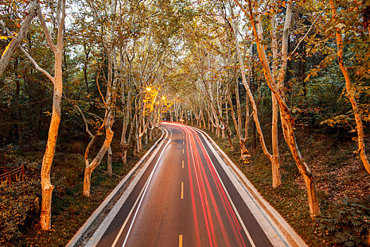 中山陵法桐路