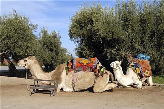 单峰骆驼,马拉喀什,摩洛哥,非洲