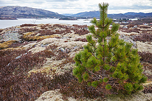小,绿色,松树,石头,海岸,挪威