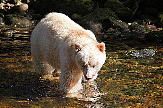 白灵熊,美洲黑熊,灵熊,捕鱼,粉色,三文鱼,太平洋鲑属,大熊雨林,不列颠哥伦比亚省,加拿大