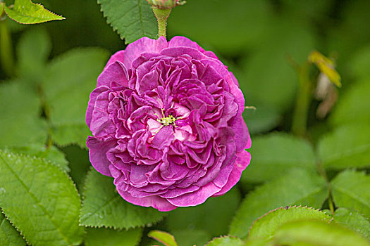 花园,玫瑰,粉色,黑森州,德国,欧洲