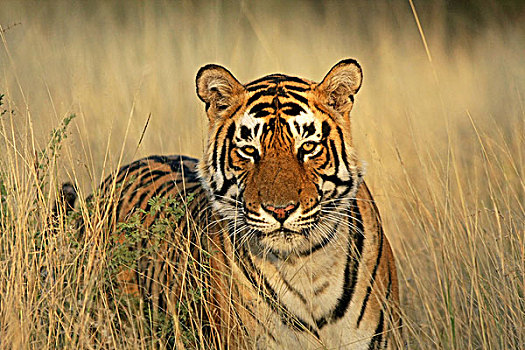 虎,伦滕波尔国家公园,拉贾斯坦邦,印度,亚洲
