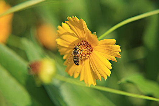 金鸡菊,蜜蜂