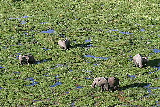 非洲象,湿地,安伯塞利国家公园,肯尼亚,非洲