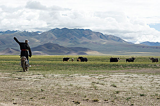西藏那曲地区尼玛县中仓乡牧场