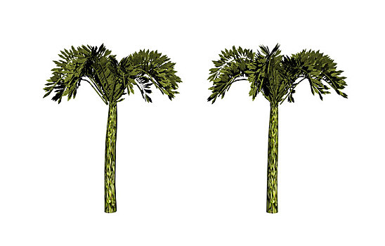 棕榈树,南方,海洋,海滩