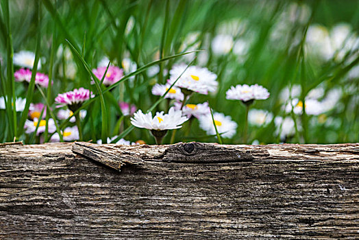 雏菊,花地,后面,木板