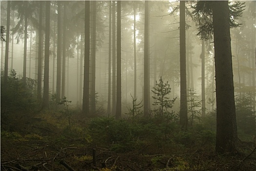 森林,树林,雾