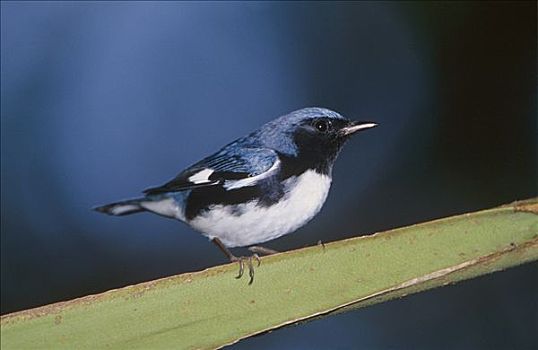 蓝色,鸣禽,林莺属,雄性,蒙特戈湾,牙买加,加勒比岛屿
