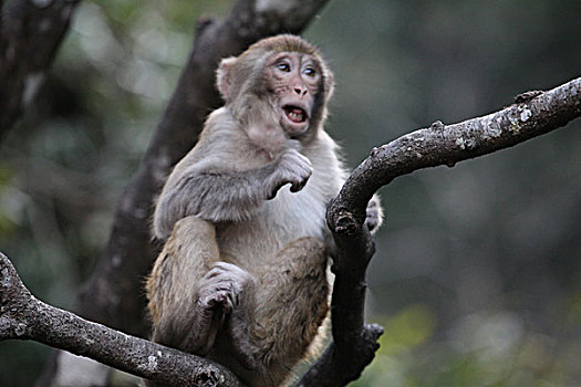 猴子表情