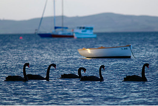 天鹅,船,水上,菲利普岛,维多利亚,澳大利亚
