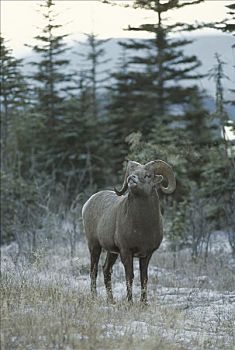 大角羊,落基山脉,北美