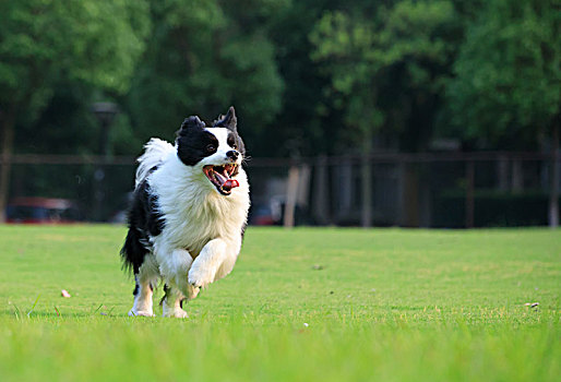 边牧,边境牧羊犬