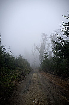 林中小径,雾,秋天