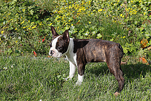 波士顿犬,母狗,11星期大,站立,草地