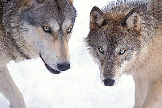 灰狼,狼,一对,山麓,山,北方,东南阿拉斯加