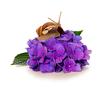 花园,蜗牛,紫罗兰,绣球花,隔绝