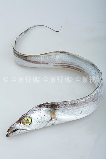 带鱼图片_带鱼高清图片_全景视觉