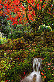 秋色,河流,日式庭园,宝翠花园,温哥华岛,不列颠哥伦比亚省,加拿大