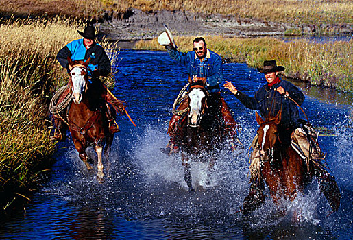 牛仔,骑马,比赛,溪流