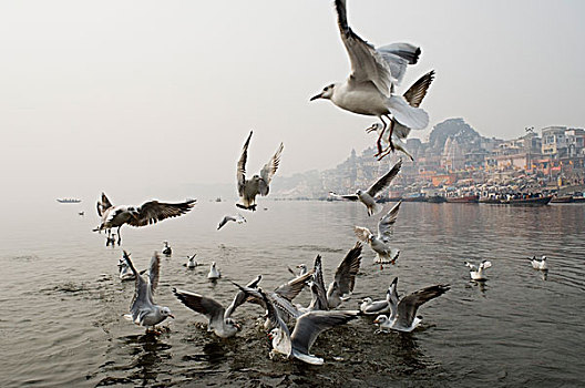 鸟,河,河边石梯,恒河,瓦腊纳西,北方邦,印度