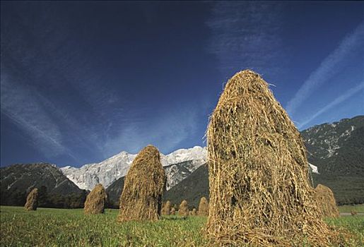 干草收割,山谷,提洛尔,奥地利