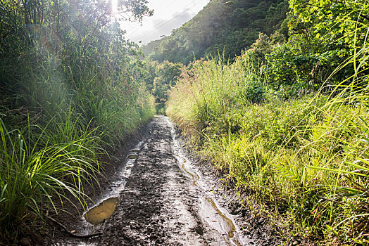 泥,徒步旅行,山谷,小路,瓦胡岛,夏威夷