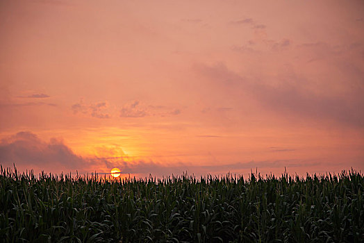 玉米,农作物,日落,天空,英格兰,阿肯色州,美国
