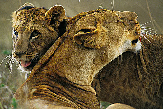 非洲,狮子,大型猫科动物,幼兽,舔,肯尼亚