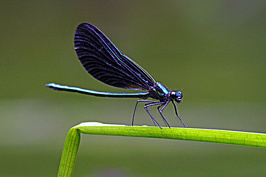 蜻蛉,色蟌属,新斯科舍省,加拿大