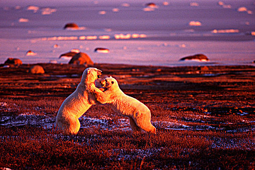 两个,北极熊,玩耍,争斗,丘吉尔市,哈得逊湾,曼尼托巴,加拿大