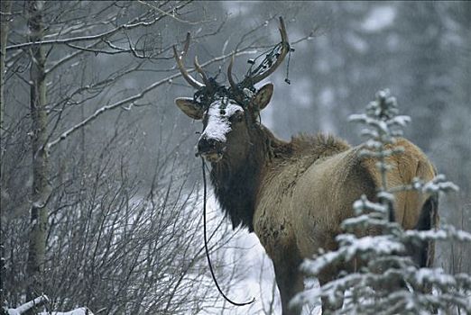 麋鹿,鹿属,鹿,雪中,圣诞灯光,缠绕,鹿角,加拿大