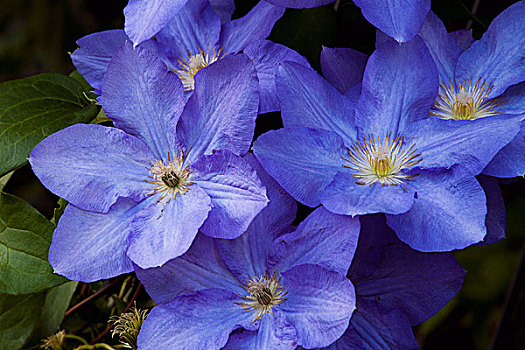 蓝色,铁线莲,花,魁北克,加拿大,北美