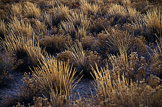植物,地上,莫哈维沙漠,加利福尼亚,美国