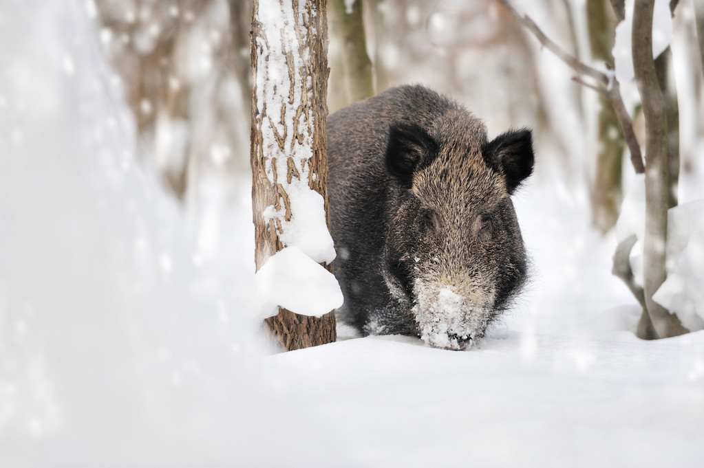 雪山野猪王图片