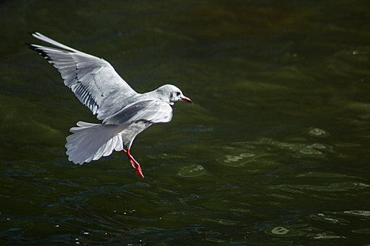 洱海中飞翔的海鸥