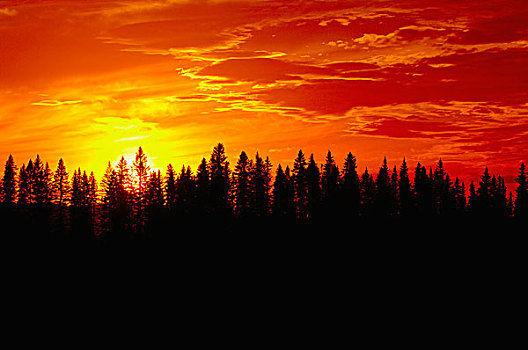 日落,上方,树林