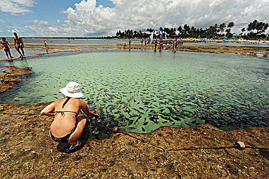 brazil,pernambuco,porto,de,galinhas,huge,amount,of,fishes,in,transparent,natural,pools