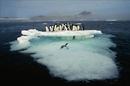阿德利企鹅,拥挤,融化,夏天,浮冰,拥有,岛屿,罗斯海,南极