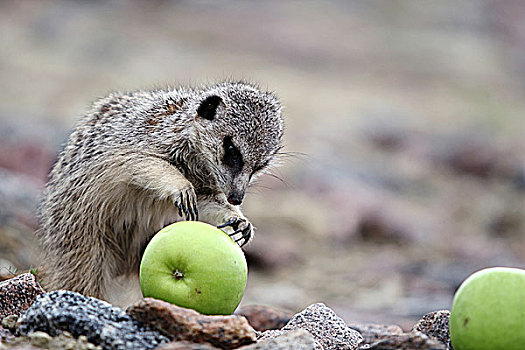 猫鼬,吃,青苹果