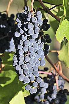 红葡萄,葡萄园,靠近,蒙蒂普尔查诺红葡萄酒,托斯卡纳,意大利,欧洲
