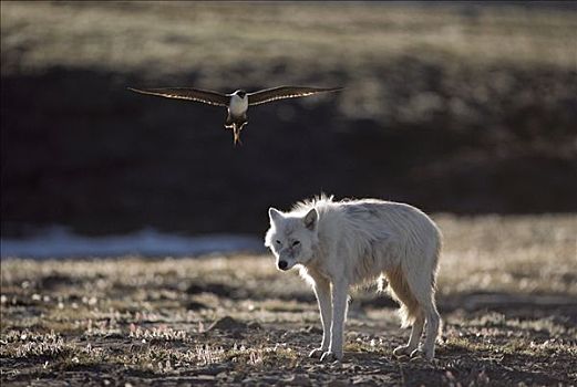 攻击,北极狼,狼,站立,挨着,窝,艾利斯摩尔岛,加拿大